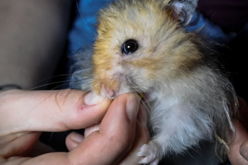 Such a fuzzy boy, I just love him so much.