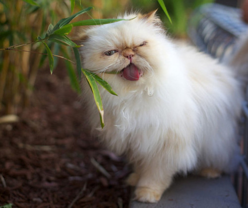 squishfacekitties