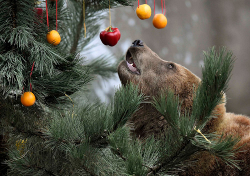 Christmas treat at Hagenbeck Zoo, Germany.