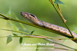 Reptiglo:  Red-Tailed Boa Jn030778 By Janicenolan_Braud On Flickr.