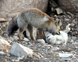  Fox arrives at the decision to not eat his new friend. 