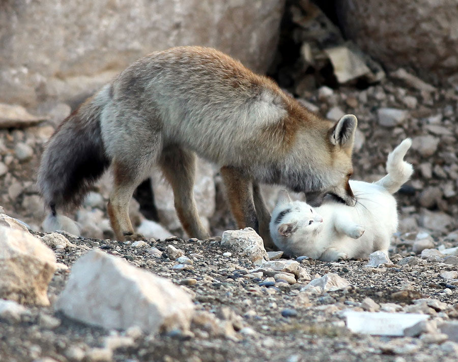 catsbeaversandducks:  The Cat and the Fox This curious pair was spotted playing by