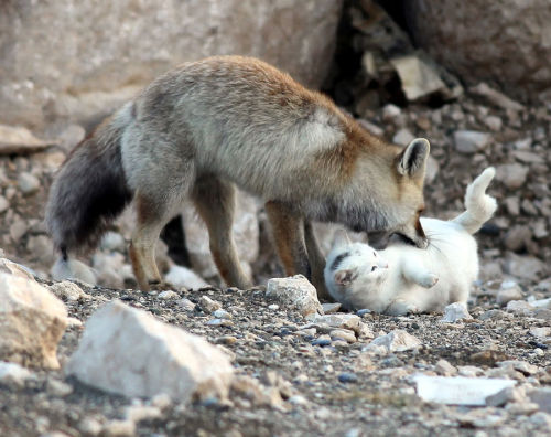  funkysafari: Cats and foxes are cute on their own, but together, they reach a new level of adorable. A cat and a fox have formed a unique friendship by Lake Van, Turkey. It all began by a simple act of sharing fishes given by local fisherman. Now, the
