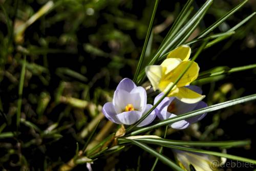 Beautiful wildflower, grow untamed. Part 7Prints / Instagram