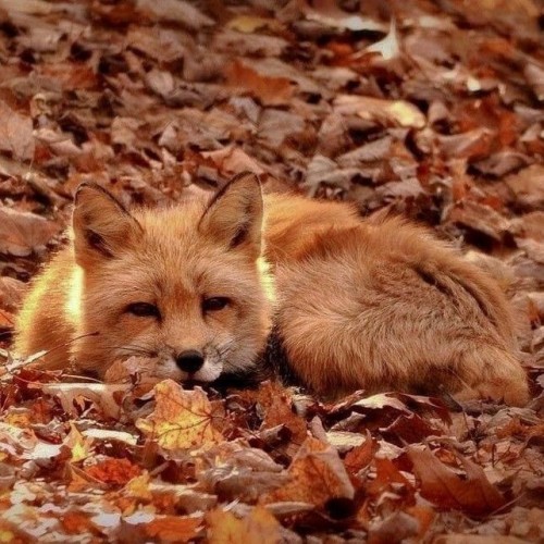 Aki's My Favorite Boy And Autumn Is My Fav Season. What Are The Odds