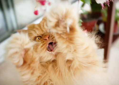 beben-eleben:Meet Garfi, The World’s Angriest Cat