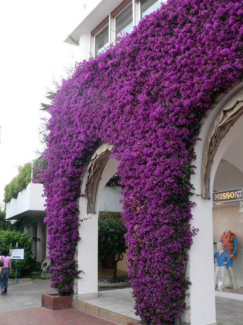 todaywaslovely:Purple floral arch, via