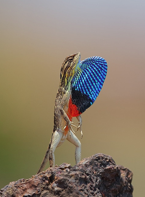 This male fan-throated lizard is displaying his colorful dewlap, likely to show off to other males o