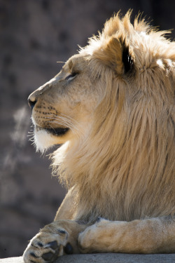 wonderous-world:  Lincoln Park Zoo Lion by Scott Ellis 