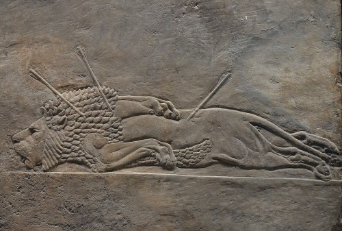 A lion, killed in the lion hunt of the Assyrian king Ashurbanipal, ca 640 BCE. In Mesopotamia, lion 