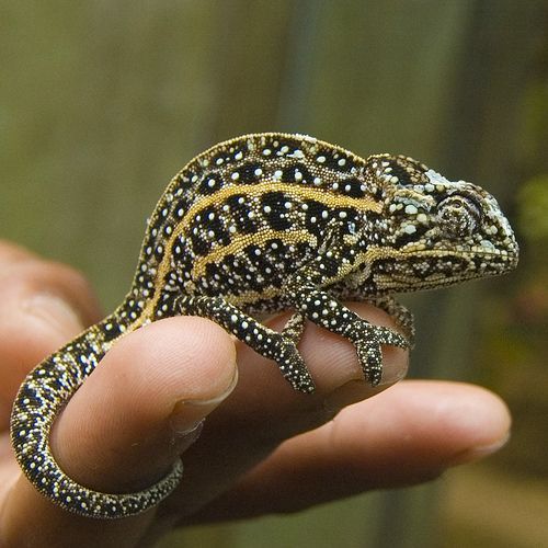 earthlynation:  Jeweled Chameleon. Photo source