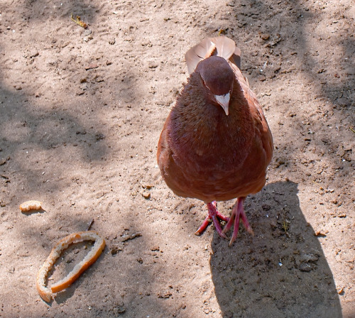 May 12 2011. A zoo in Zaporizhia city. Gorgeous King pigeon roo with molting, but yet very fluffy ne