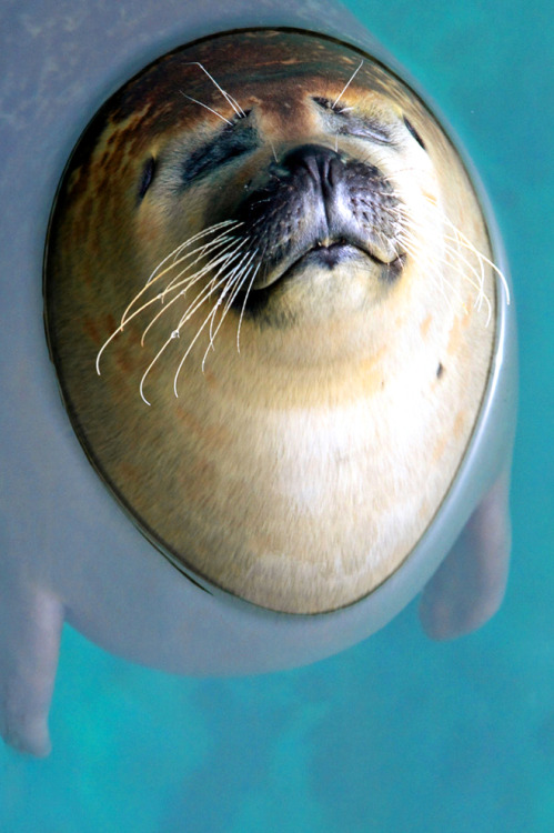 imalikshake:Seal, L'Oceanogràfic, Valencia BY Jorge Méndez
