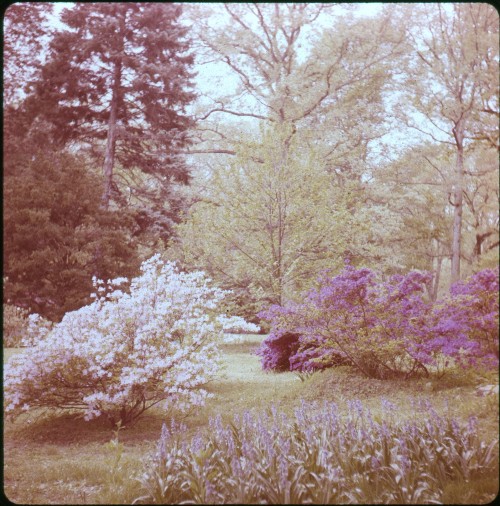 twoseparatecoursesmeet: Spring Blossoms, 1960s Robert Amstutz