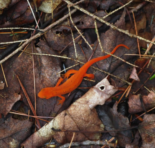 needsmoreresearch:northeastnature:Red efts are on the move. These salamanders part of the strange li