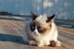 tardthegrumpycat:  The Daily Grump | January