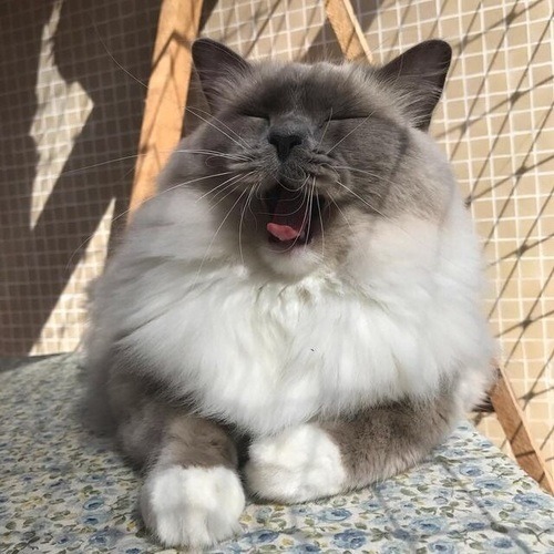 cutencats:  Source: http://ift.tt/2vnvx2X