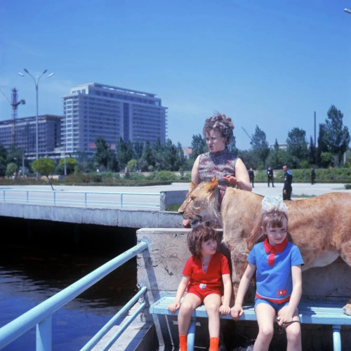 Photos of the Berberov family walking their new pet lion cub King II in Baku, Azerbaijan in 1975.The