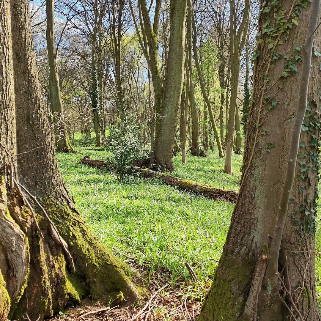 Finding bluebells (at Shrawley, Worcestershire, United Kingdom)
https://www.instagram.com/p/CNbAdPBjP8O/?igshid=nh5x38aa8zjy