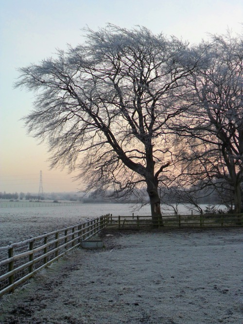 vwcampervan-aldridge:Frost at Dawn, Shrubbery Farm, Aldridge, Walsall, EnglandAll Original Photograp