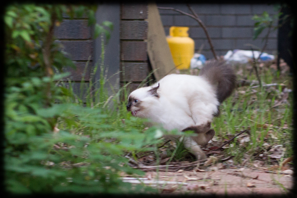 allyspock:  catsbeaversandducks:  Fun in the Yard with Milo and Diesel Photos and