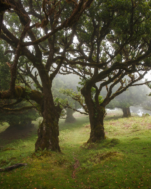 The Cloud Forest of Fanal by Ricardo PestanaFacebook | 500px | Instagram