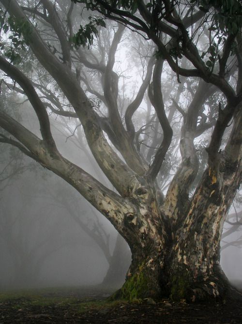 opticallyaroused:  Outrageously Beautiful Trees