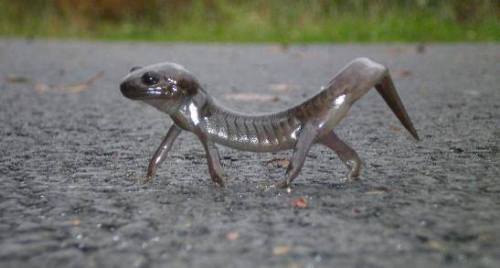 typhlonectes: Northwestern Salamander (Ambystoma gracile), Kings Co., WA, USA (photo via: KingsCount