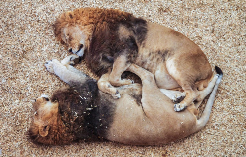 anythingfeline:Photos by jsutcℓfifePhotos are captioned.Two sleeping male lions, that may or may not