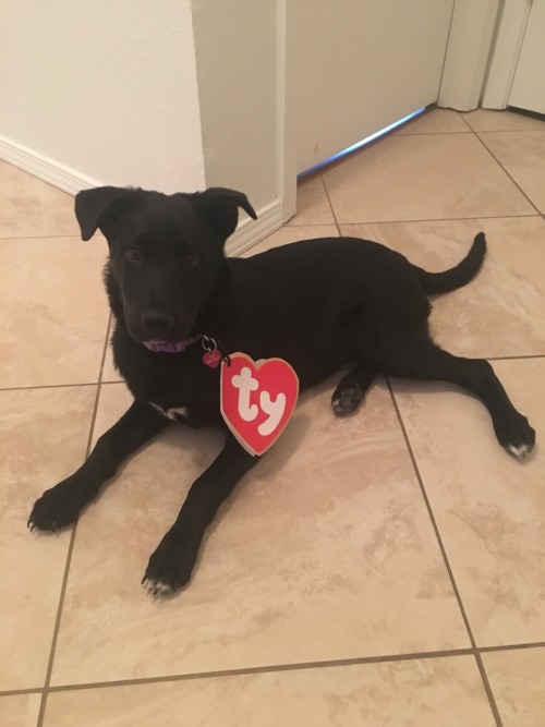 figment-the-boa:Look at my full size beanie baby!!! She’s so freaking cute I can’t stand it!So I mad