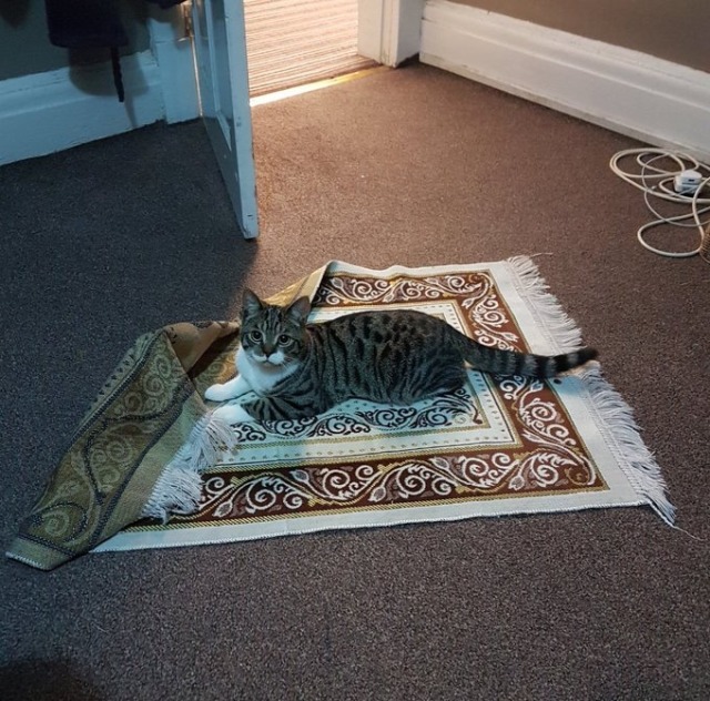 lovetalkmp3-deactivated20191030:        rb muslim cat for good luck 🥺 