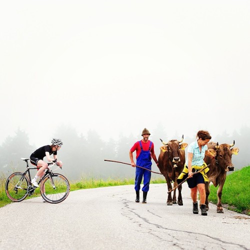 gruberimages:  Cows and bikes. A good combination.