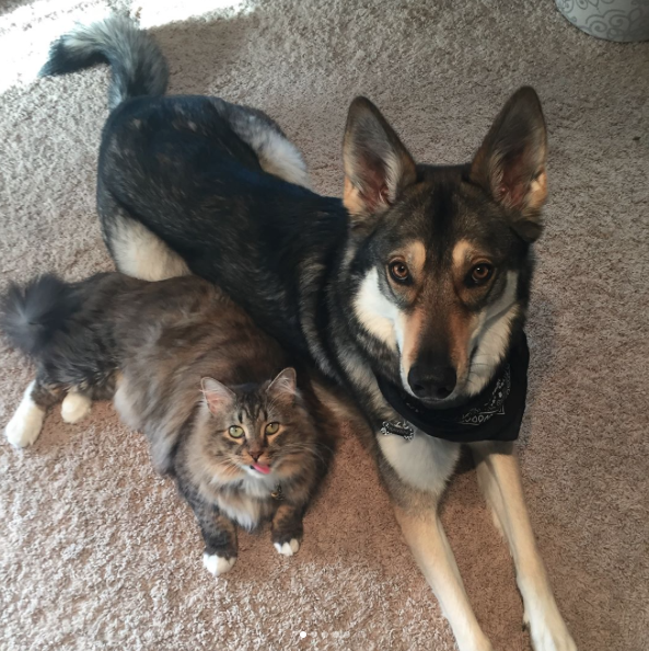 catsbeaversandducks: Woodhouse And Raven, Best Friends For Life Raven was in no hurry