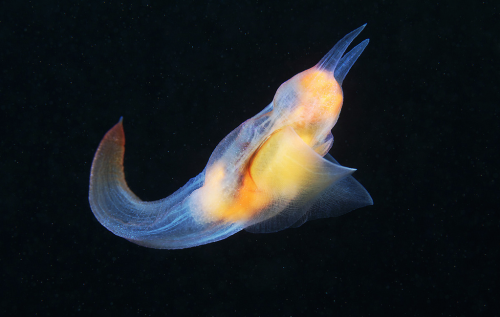 nubbsgalore:this is a sea angel (clione limacina), photographed by alexander semenov swimming with i