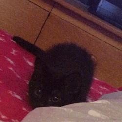 satansexandsadness:  He does the cutest little bum wiggle before he pounces omfg