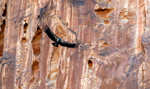 California Condor (Gymnogyps californianus) flying over Zion National Park, Utahby Bob Gunderson