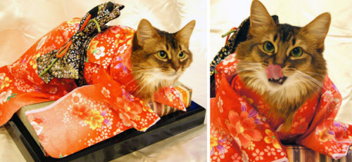 boredpanda: Cats In Kimonos Are A Thing In Japan