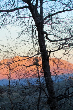 letsbeforestfriends:  Original Photography by Letsbeforestfriends