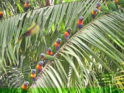 oceaniatropics:Rainbow Lorikeets, Byron bay,