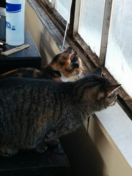 ghostbongweedofthesamurai: feral kitten update: pigeons