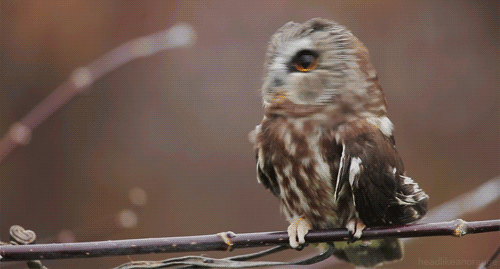 headlikeanorange - Northern saw-whet owl (Fred Kellerman)