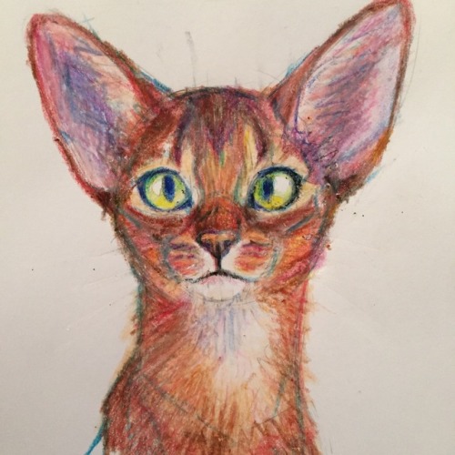 meow286: i drew this for a a step by step of how i draw w crayola crayons :3