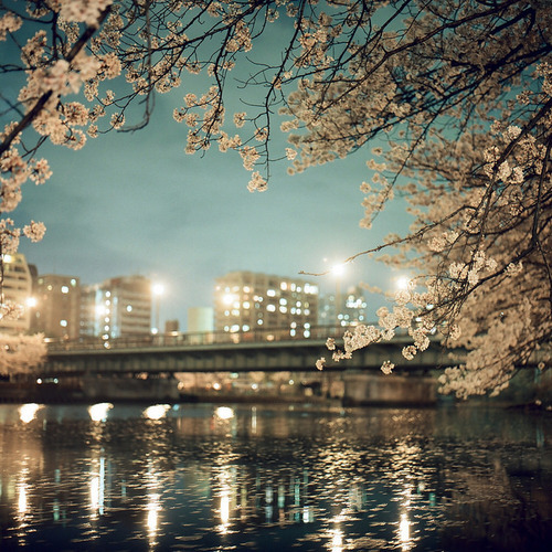 sakura blossom (by harao_)