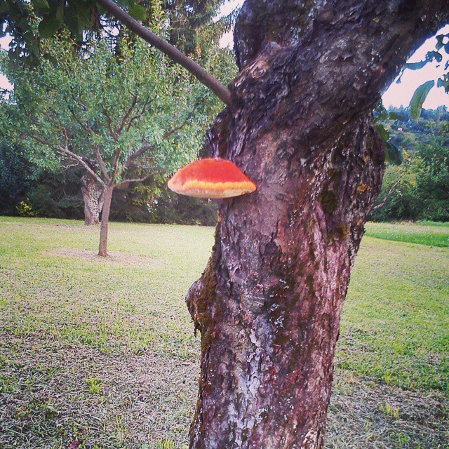 We came across this gigantic mushroom on our evening walk. Impressive!