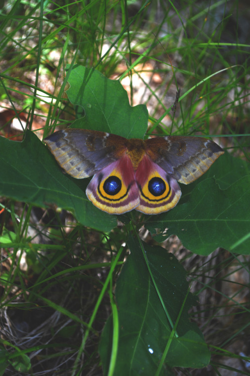 megarah-moon: The lovely Automeris io moth~ ♡ Prints and more at my Society6  ♡  🌛Instagram- megarahmoon 