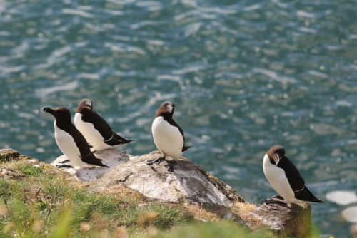 batsandbuzzardsinthesky: Razorbills, Castle Point (Dunstanburgh) 2017