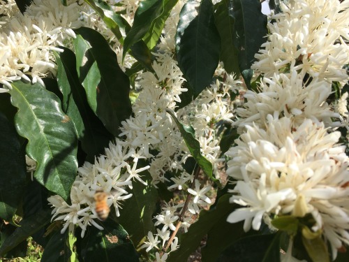 boyx:when coffee shrubs stop producing beans, thousands of blossoms appear and it’s called kon