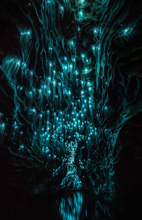 nevver:  Glow worms, Shaun Jeffers