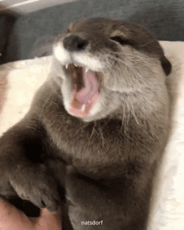 Otter yawn. (via chiro_chiro3)