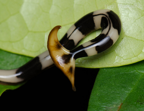 aardwolfpack:  The shovelhead or hammerhead worm (Bipalium sp.), a terrestrial planarian flatworm native to Singapore.  Photographs by Hirzi Hussain. 